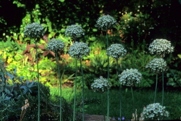 Allium nigrum bestellen